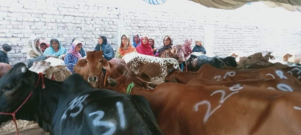 KARACHI ،SRSO transfers 103 livestock among ultra poor BISP beneficiaries