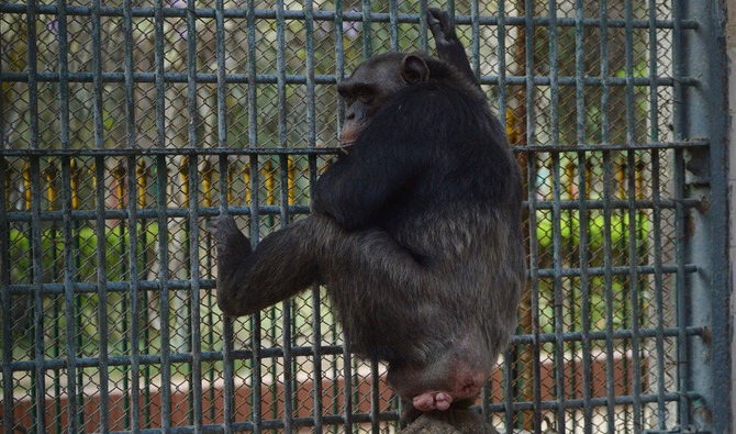 Karachi Zoo's only male chimpanzee has died