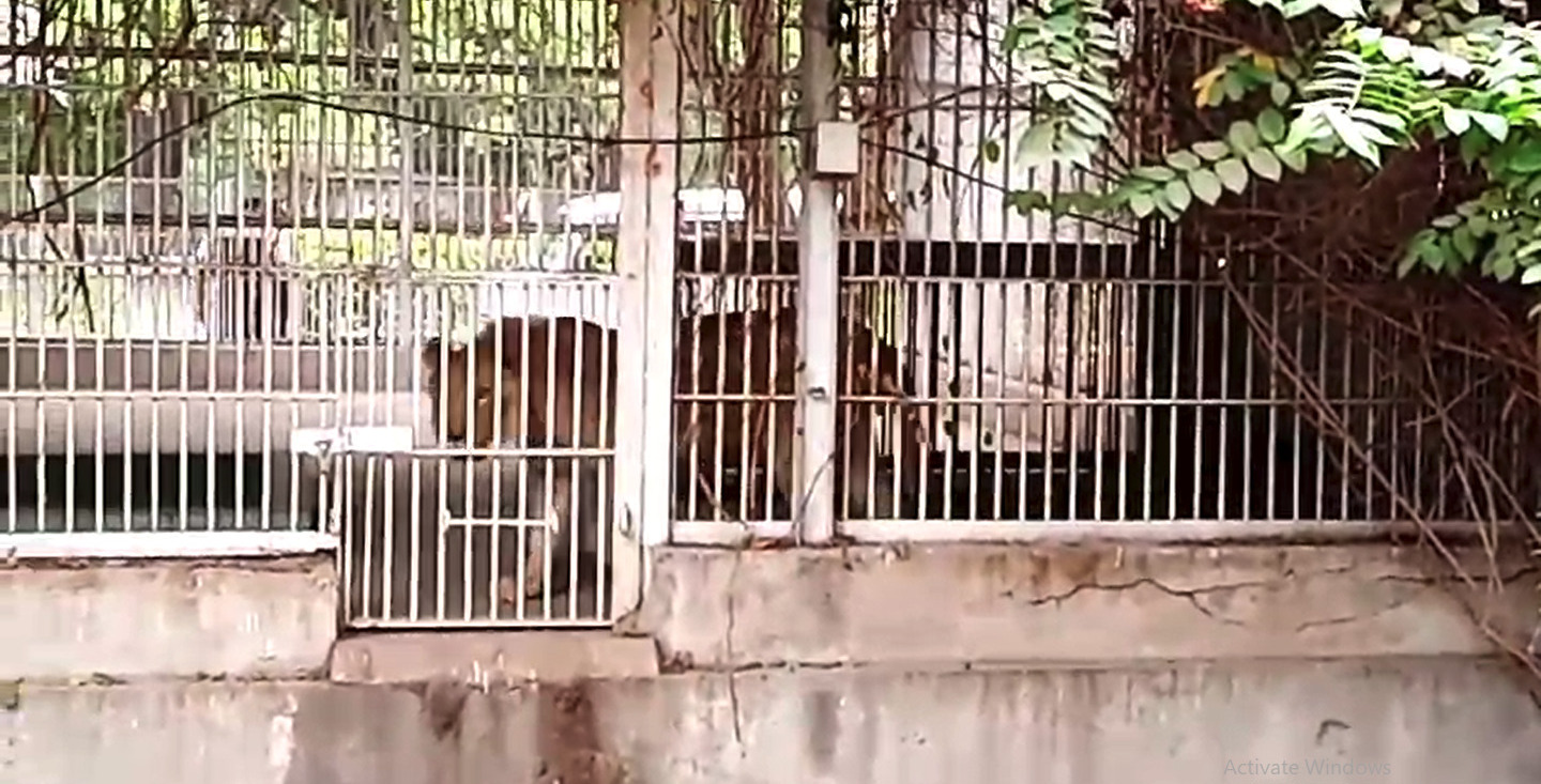 It has been decided to re-investigate the incident of a lion coming to Karachi's main highway, Shahrah e Faisal.