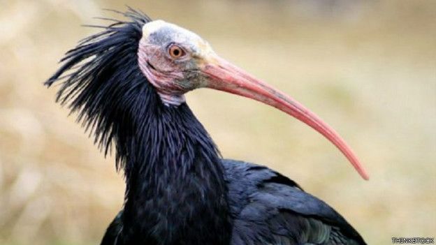 PESHAWAR, Long-beaked vulture population threatened, World Wildlife Fund report released