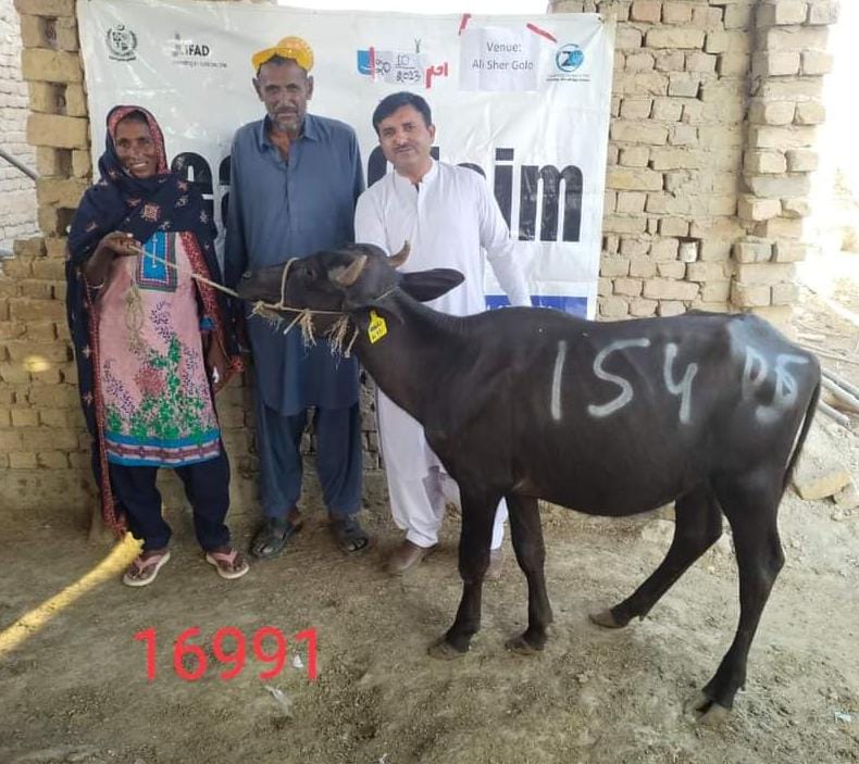 Sindh Rural Support Organization (SRSO) re transferred the productive assets-livestock