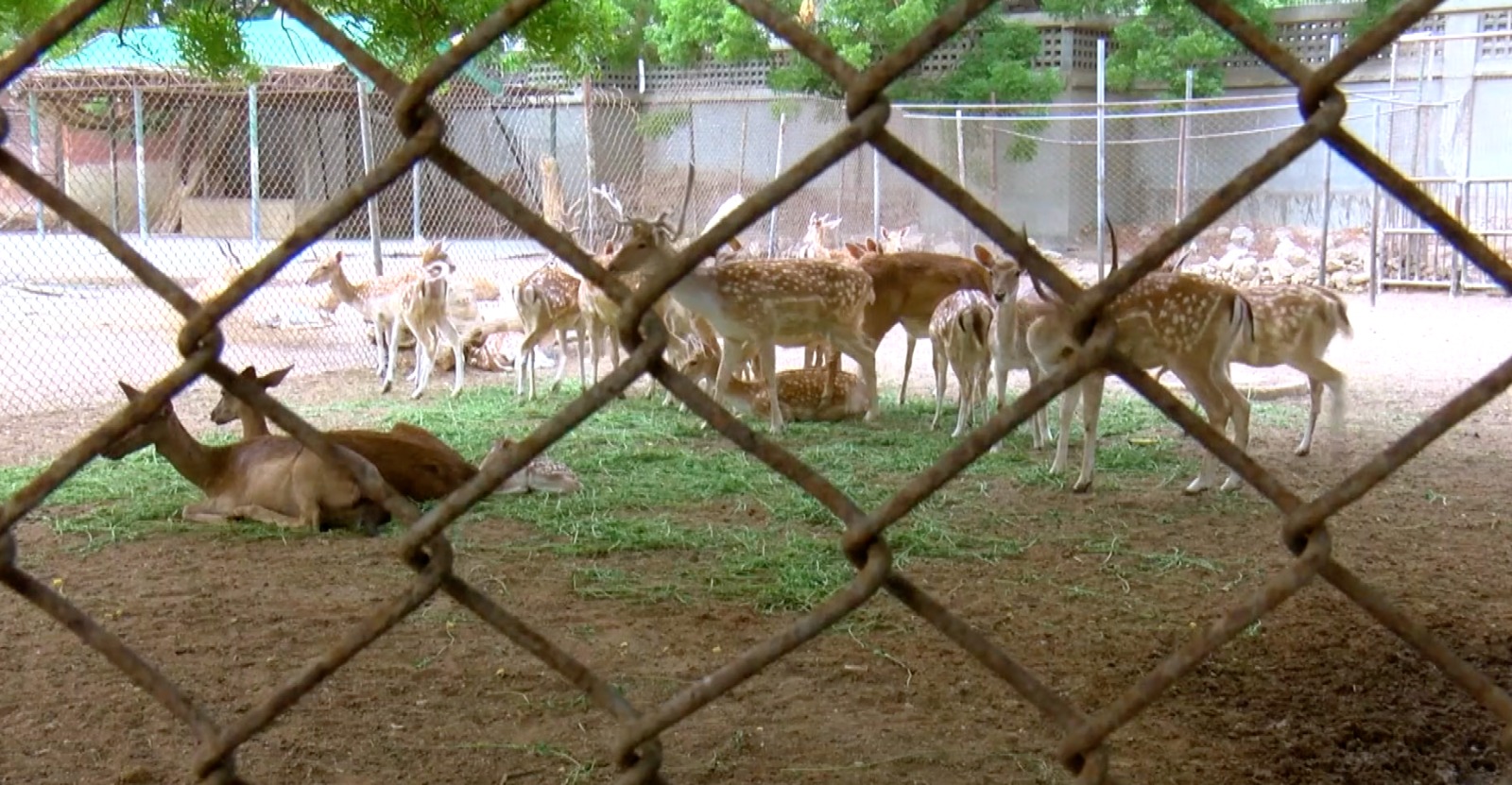 The family of rare Chinkara deer has increased in Karachi's Landhi Zoo