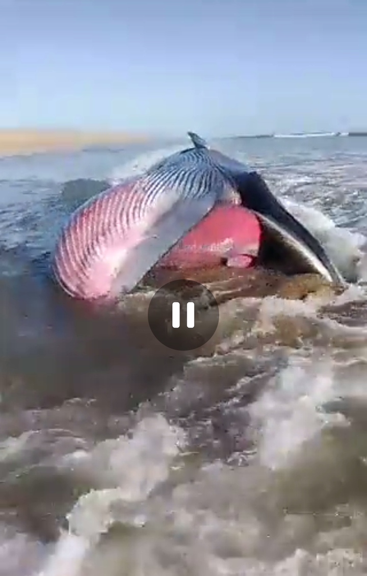 A 27 feet long whale has been found dead on the coast of Balochistan.
