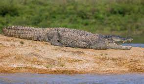 Rising Floods in Sri Lanka Escalate Human-Crocodile Conflict