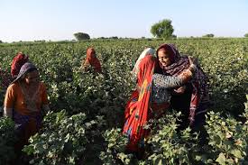 Demand for Implementation  of Sindh Agriculture Workers Act 2019