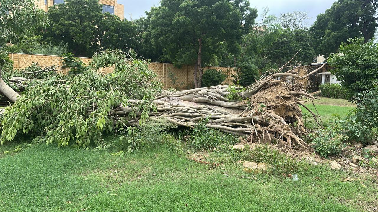 Sindh CM orders restoration of 150-year-old historic Banyan tlree at Qasr-e-Naz