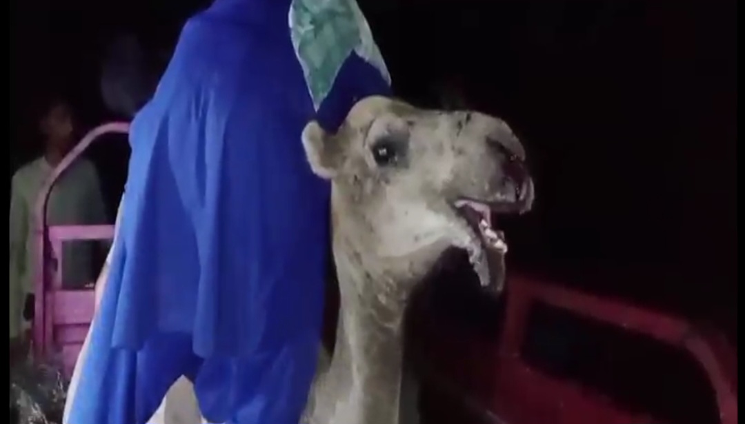CM Sindh Orders Action After Brutal Attack on Camel 'Sumi'; Moved to Karachi Shelter in Critical Condition