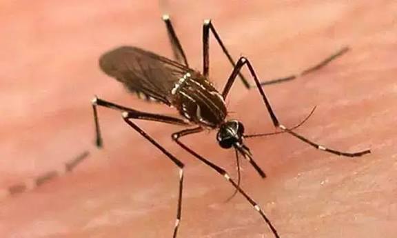 Dengue Alarm: Sindh Confirms 1,340 New Cases in Just 24 Hours