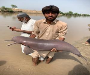 Indus dolphins were shot dead