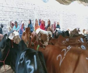 KARACHI ،SRSO transfers 103 livestock among ultra poor BISP beneficiaries