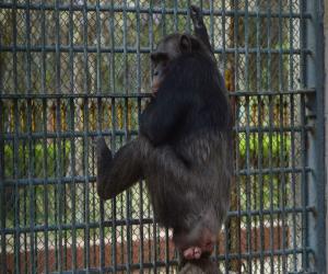Karachi Zoo's only male chimpanzee has died