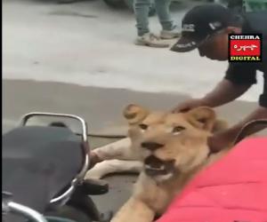A lion came on the busy road of Karachi, Shahrah-e-Faisal 