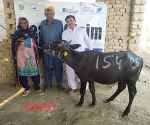Sindh Rural Support Organization (SRSO) re transferred the productive assets-livestock