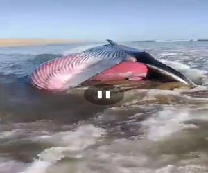 A 27 feet long whale has been found dead on the coast of Balochistan.