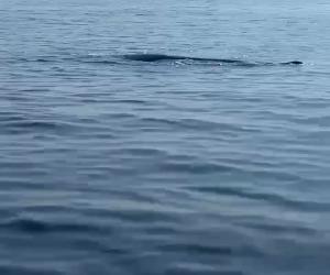 Fisherman near Ormara safely freed a large sperm whale trapped in a net. 