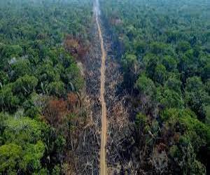 Environmental Crisis: Brazilian Amazon Deforestation Soars 150% in Bolsonaro's Last Month