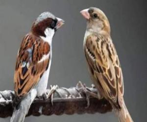 Sindh Wildlife Department has started bird census in the province