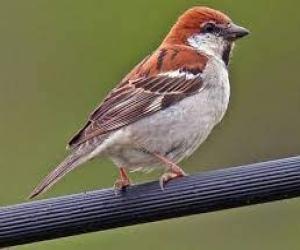 Sindh Wildlife Department has released the results of the bird census in Karachi.