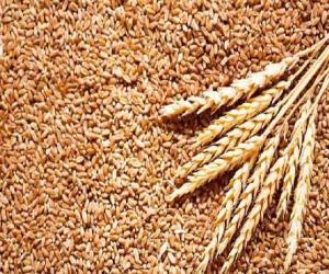 Approval of purchase of wheat for Sindh, Balochistan and Pasco in ECC meeting