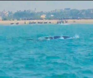 Giant blue whale spotted along Gaddani coast, Balochistan