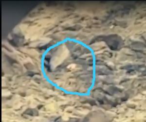 A Persian leopard was seen in the Nani Mandir area of ​​Balochistan, 