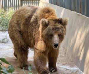Rano the Bear to Finally Return Home After Two Decades in Captivity