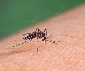  Sindh Dengue Surge: 1,589 New Cases, 2 Deaths in 24 Hrs!