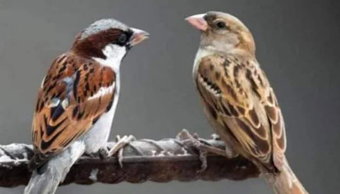 چڑیا شماری