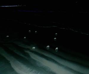  گوادر کے خوبصورت ساحل پر رات کے اندھیرے میں سینکٹروں کی تعداد میں سفید کینکڑے دوڑتے نظر آتےہیں