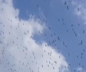 کراچی کے ساحل پر خوبصورت سائبرین پرندوں نے پڑاؤ ڈال لیا۔