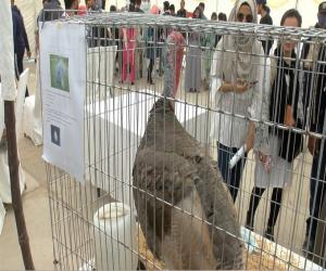 جامعہ کراچی کے شعبہ فزیالوجی میں پرندوں کی نمائش کا اہتمام کیا گیا۔