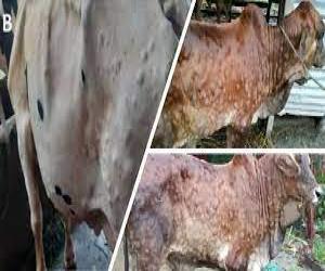 سندھ حکومت کا  صوبے میں لمپی اسکن ڈیزیز سے متاثرہ علاقوں میں جانوروں کی ویکسی نیشن کرنے کا فیصلہ