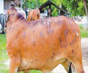 کراچی میں  مویشی   لمپی بیماری   میں مبتلا کیا  ہوئے