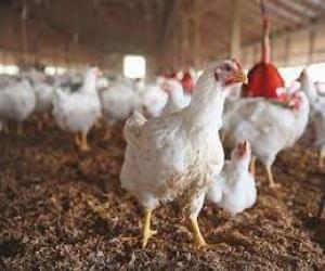 کراچی مرغی کے گوشت کی قیمت کو ریورس گیر لگ گیا۔