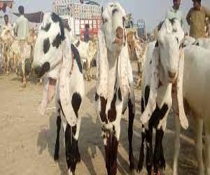 کراچی سپر ہائی وے پر ایشاء کی سب سے بڑی مویشی منڈی میں مویشیوں کی آمد کا سلسلہ شروع ہوگیا۔
