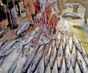 سندھ حکومت نے سمندرمیں مچھلی کےشکارپر  پابندی دوماہ سے کم کر کے ایک ماہ کردی۔