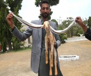 سمبا نام تو سنا ہوگا اگر نہیں سنا تو سن لیں ، 19 انچ لمبے کانوں والا سمبا پانچ جون کو پیدا ہوا ۔