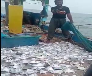  کراچی میں ماہی گیروں کو کراچی کے ساحل پر قیمتی شکار لگ گیا 