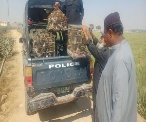  بے زبان پرندوں کواسیر  بنانے والوں کی گرفت۔