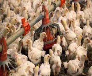 کراچی میں مردہ مرغیوں کی فروخت کا معاملہ۔ 