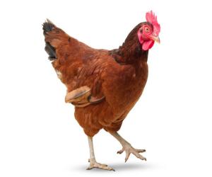 کراچی میں مرغی کا گوشت چھ سو  روپےکلو ہوگیا۔