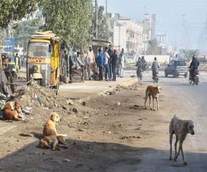 کراچی میں آوارہ کتوں کی بہتات