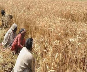 سندھ حکومت نے نقصان کے ازالہ کے لئے فصلوں کا بیمہ پروگرام شروع کرنے کا فیصلہ کرلیا ہے