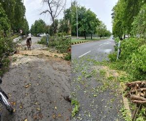 اسلام آباد ہائیکورٹ نے سی ڈی اے کو درختوں کی کٹائی سے روک دیا اور اس حوالے سے رپورٹ طلب