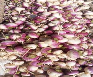 زرعی ادویات کی قیمتوں میں تین گنا اضافہ، کاشتکار شدید پریشان